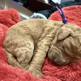 Purple Collar - Red  female Poodle puppy in Orange, Connecticut from Shamrock’s Poodles