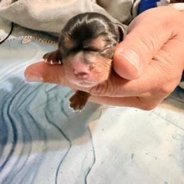 Mojo - Black and tan male Cavalier King Charles Spaniel puppy in Spring Hill, Florida from Wonderland Cavaliers