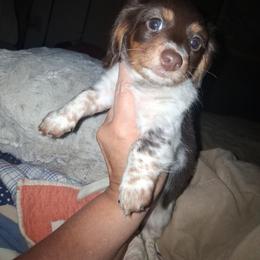 Luna - Piebald female Dachshund puppy in Paducah, Kentucky from Donette's Doxies