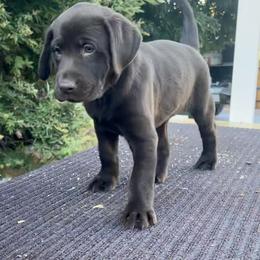 Golden Retriever and Labrador Retriever Puppies from All Around Retrievers