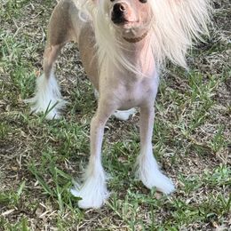 YOLO - Palomino male Chinese Crested puppy in Lake Helen, Florida from FronkLinn Kennel