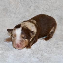 Klaus - Red merle male Toy Australian Shepherd puppy in Bogata, Texas from Maple Creek Run