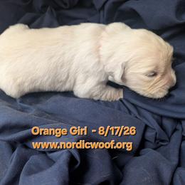 Orange Girl - Light golden female Golden Retriever puppy in Peoria, Arizona from Nordic Woof's Golden Retrievers