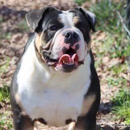 Maddi - Bulldog