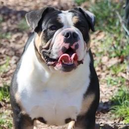 Maddi - Bulldog