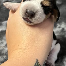 Dark Green - Black tan and bluetick male Beagle puppy in Jasper, Texas from Beech Grove Beagles