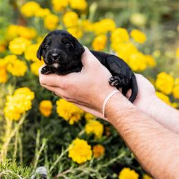 Light pink girl - Black female Goldendoodle puppy in Damascus, Oregon from Emma Doodles