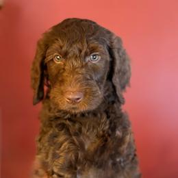 Cinnamon Roll (Dark Blue collar) - Chocolate male Goldendoodle puppy in Seattle, Washington from Dream Lake Doodles
