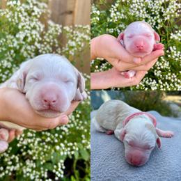 Sheepadoodle Puppies from Gainesville Sheepadoodles