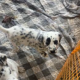 G4 - White and black female Dalmatian puppy in Williamsburg, Ohio from Dewey’s Dals
