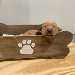Labrador Retriever Puppies from Daisy Hill Farm