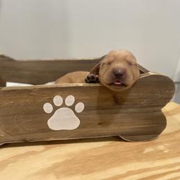 Labrador Retriever Puppies from Daisy Hill Farm