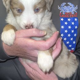 Miniature Australian Shepherd Puppies from Magnolia Aussies