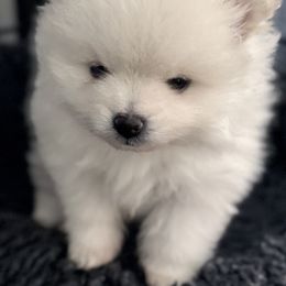 Girl 2 - White female Pomeranian puppy in Silver Springs, New York from Humehill