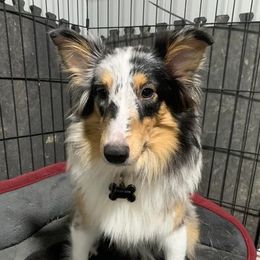 Maggie - Shetland Sheepdog