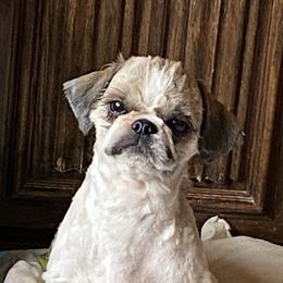 Hank - Shih Tzu