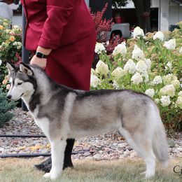 Madison - Siberian Husky