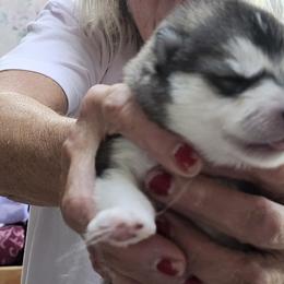 Girl 6 - female Alaskan Malamute puppy in Burton, Ohio from Northernlitesmalamutes