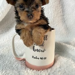 Yorkshire Terrier Puppies from SD_Yorkies619