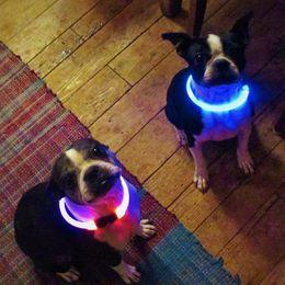 Boston Terriers from Karen's Boston Terriers