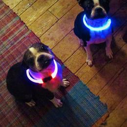 Boston Terriers from Karen's Boston Terriers