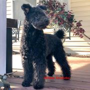 Karma - Pumi