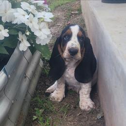 Eustace - Basset Hound