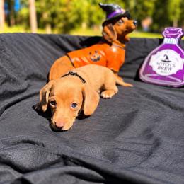 Simba AKC - 2,500 - Chocolate male Dachshund puppy in Indian Trail, North Carolina from Hilda’s Teenie Weenies