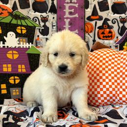 Girl 5 (Polaroid) (purple collar) - Light golden female Golden Retriever puppy in Hubbard, Ohio from Whickering Pines Golden Retrievers