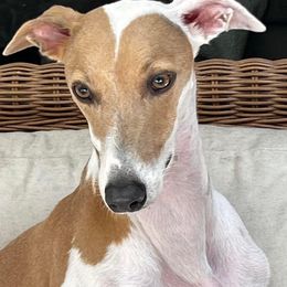 Coyote - Whippet