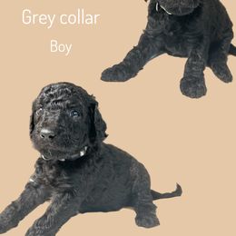 Assorted Doodle Crosses Puppies from First Wish Doodles