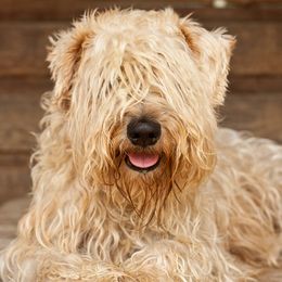Norwich Terriers and Soft Coated Wheaten Terriers from Shakira Kennels
