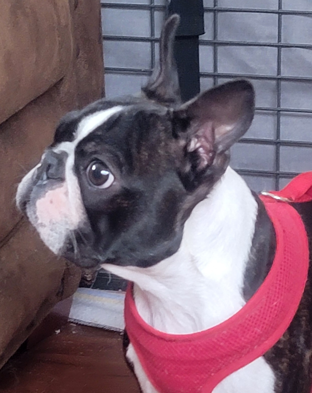 Henry - Boston Terrier
