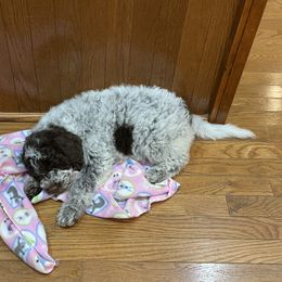 Lagotto Romagnolo Puppies from Agapē Lagotto Romagnolo