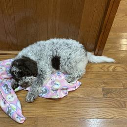 Lagotto Romagnolo Puppies from Agapē Lagotto Romagnolo