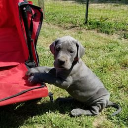 Great Dane Puppies from Big Friendly Great Danes