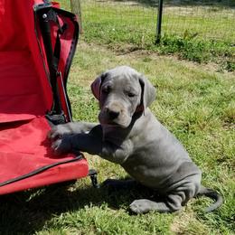 Great Dane Puppies from Big Friendly Great Danes
