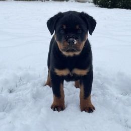 Blue boy - Black and tan male Rottweiler puppy in Industry, Illinois from KDKs Kennels