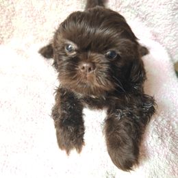 Australian Shepherd and Shih Tzu Puppies from Ford Hollow Farms Shih Tzus and Australian Shepherds