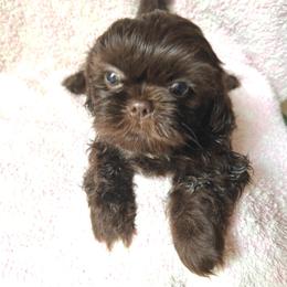 Australian Shepherd and Shih Tzu Puppies from Ford Hollow Farms Shih Tzus and Australian Shepherds
