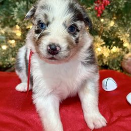Clark - Blue merle male Australian Shepherd puppy in Preston, Idaho from KC Bar Ranch Aussies