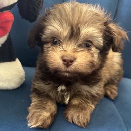 Future - Chocolate male Havanese puppy in Arizona from HavaDoggie