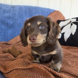 Dachshund Puppies from Cassiopeia Doxies