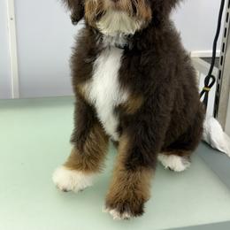 Sitka - male Australian Mountain Doodle puppy in Temecula, California from Country Hills Doodles