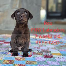 Rod - Chocolate male Labrador Retriever puppy in Rogue River, Oregon from PNW Labradors