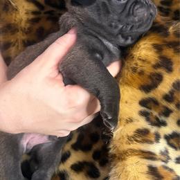 Light blue collar - Silver male Pug puppy in Deer Park, Texas from Butler Pugs and Frenchies