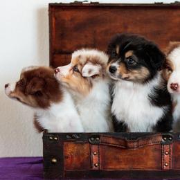Australian Shepherd Puppies from Crystalbrook Aussies