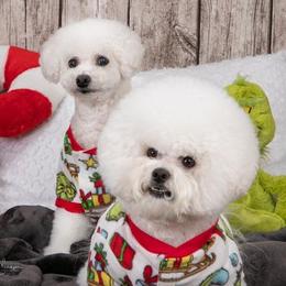 Bichon Frise All Grown Up from Phantom Bichons