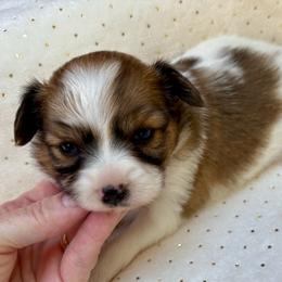 Cinderella (purple) - White and sable female Papillon puppy in Chattanooga, Oklahoma from Lottie Dottie Scottie’s and Papillons