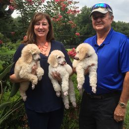Poodle Puppies from Ocala Standard Poodles